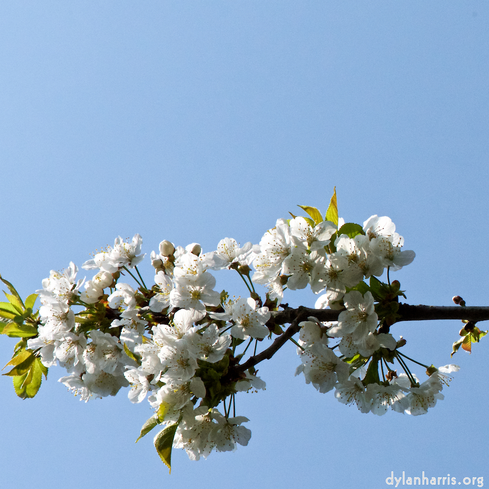 image: This is &lsquo;escher blummen (cxlvii) 3&rsquo;.