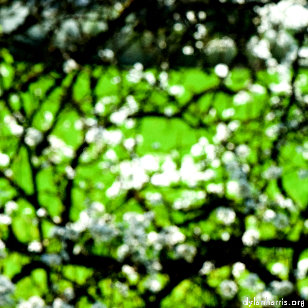 image: This is &lsquo;escher blummen (cxlvii) 4&rsquo;.