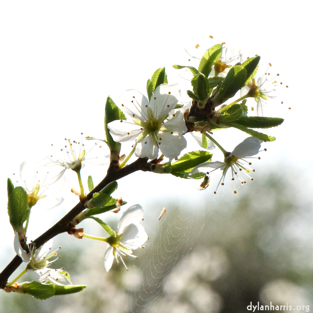 image: This is &lsquo;escher blummen (cxlvii) 5&rsquo;.