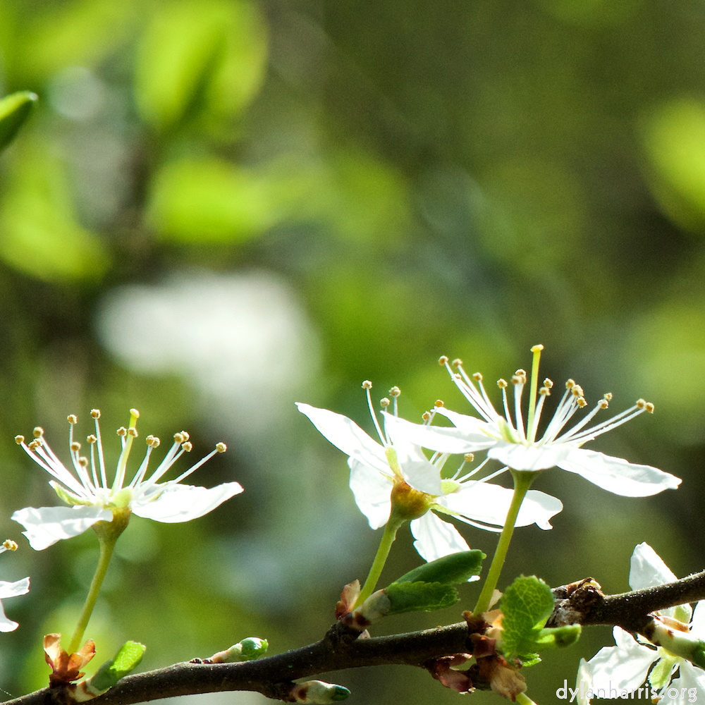 image: This is &lsquo;escher blummen (cxlvii) 6&rsquo;.