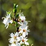 image: Image from the photoset &lsquo;escher blummen (cxlvii)&rsquo;.