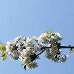 image: Image from the photoset &lsquo;escher blummen (cxlvii)&rsquo;.