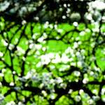 image: Image from the photoset &lsquo;escher blummen (cxlvii)&rsquo;.