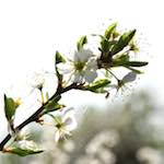 image: Image from the photoset &lsquo;escher blummen (cxlvii)&rsquo;.