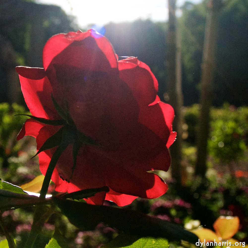 Image: Image 'escher blummen (lxv) 1'.