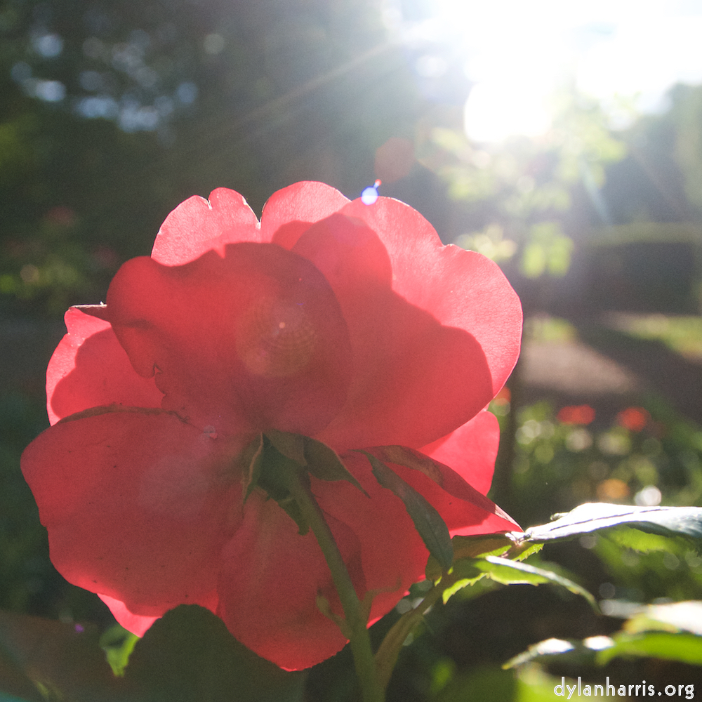 Image: Image 'escher blummen (lxv) 3'.