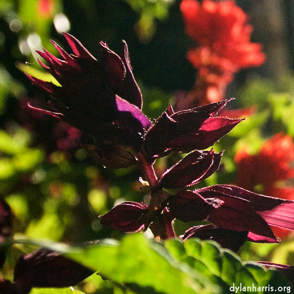 Image: Image 'escher blummen (lxv) 4'.