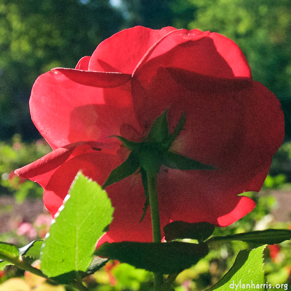 Image: Image 'escher blummen (lxv) 5'.