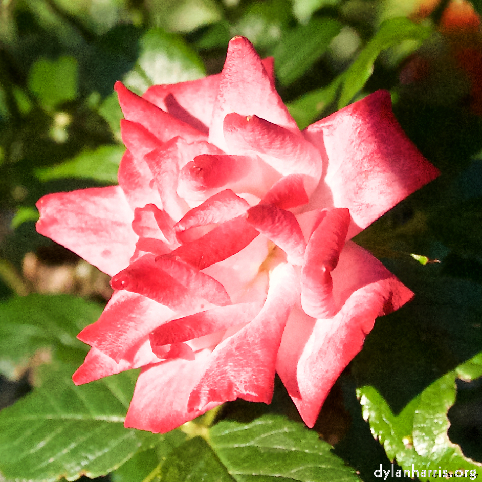 Image: Image 'escher blummen (lxv) 7'.