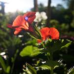 Image: Second image from the photoset 'escher blummen (lxv)'.