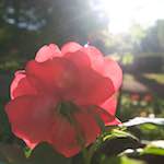 Image: Third image from the photoset 'escher blummen (lxv)'.