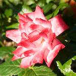 Image: Seventh image from the photoset 'escher blummen (lxv)'.