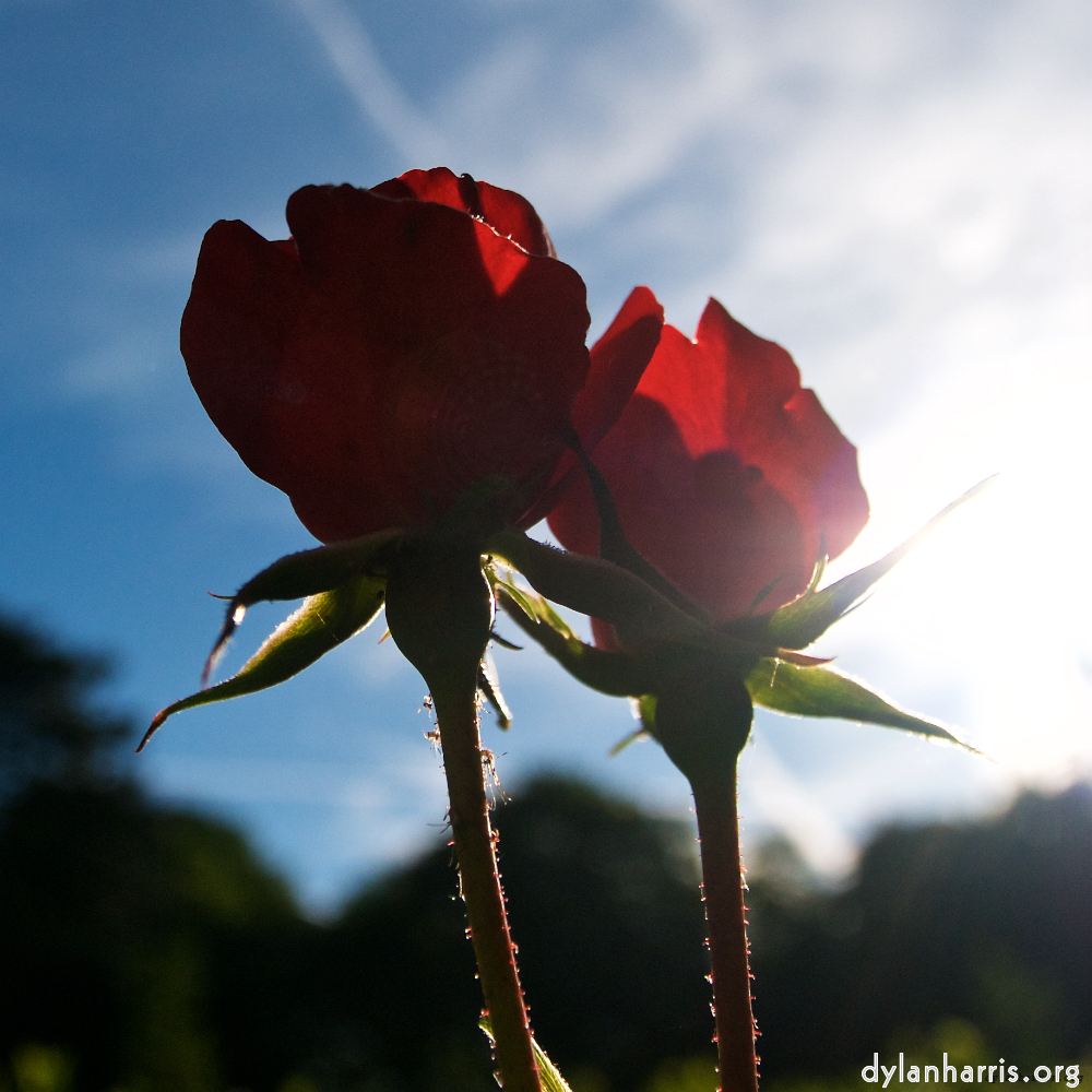 Image: Image 'escher blummen (lxvi) 3'.