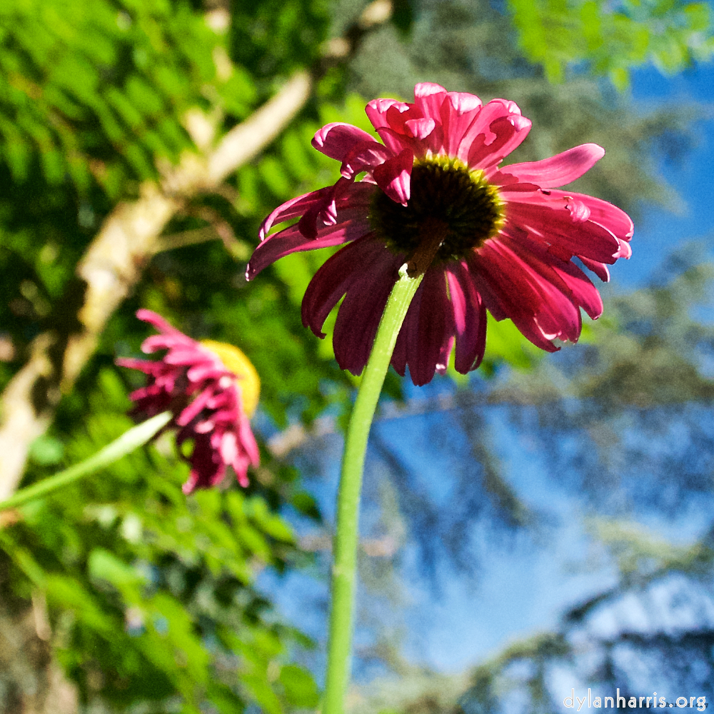 Image: Image 'escher blummen (lxvi) 6'.