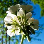 Image: First image from the photoset 'escher blummen (lxvi)'.