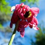 Image: Second image from the photoset 'escher blummen (lxvi)'.