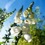 Image: Fifth image from the photoset 'escher blummen (lxvi)'.