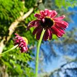 Image: Sixth image from the photoset 'escher blummen (lxvi)'.