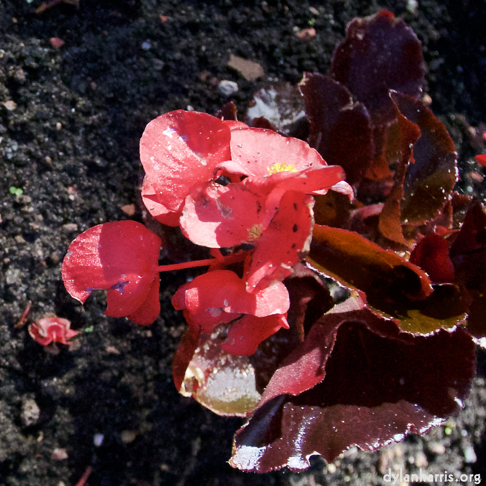 Image: Image 'escher blummen (lxvii) 3'.