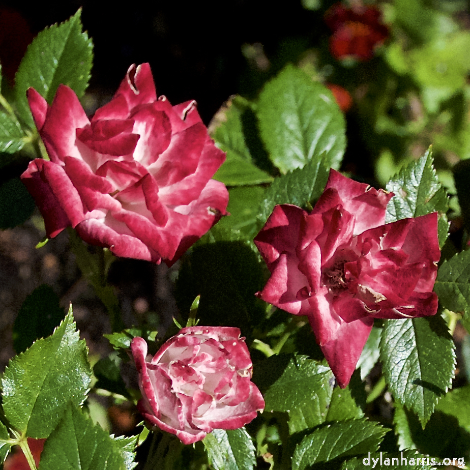 Image: Image 'escher blummen (lxvii) 6'.