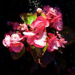 Image: First image from the photoset 'escher blummen (lxvii)'.