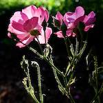 Image: Second image from the photoset 'escher blummen (lxvii)'.