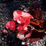 Image: Third image from the photoset 'escher blummen (lxvii)'.