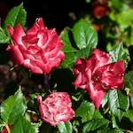 Image: Sixth image from the photoset 'escher blummen (lxvii)'.