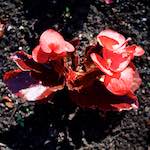 Image: Seventh image from the photoset 'escher blummen (lxvii)'.