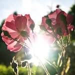 Image: Eighth image from the photoset 'escher blummen (lxvii)'.