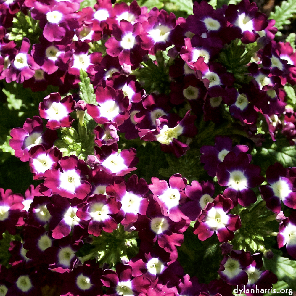 image: This is &lsquo;parc (xviii) 1&rsquo;.