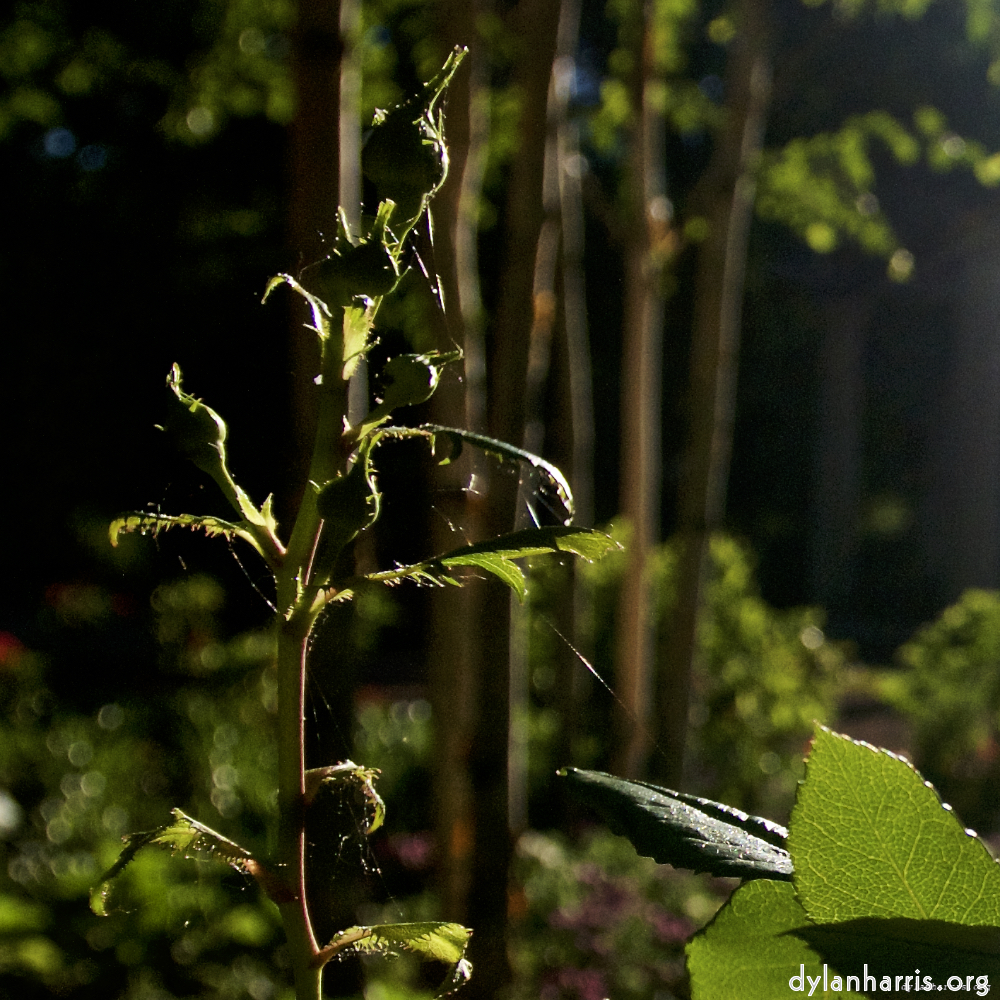 image: This is &lsquo;parc (xviii) 4&rsquo;.