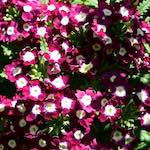 image: Image from the photoset &lsquo;parc (xviii)&rsquo;.