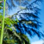 image: Image from the photoset &lsquo;parc (xviii)&rsquo;.