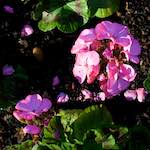 image: Image from the photoset &lsquo;parc (xviii)&rsquo;.