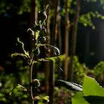 image: Image from the photoset &lsquo;parc (xviii)&rsquo;.