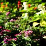 image: Image from the photoset &lsquo;parc (xviii)&rsquo;.