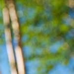 image: Image from the photoset &lsquo;parc (xviii)&rsquo;.