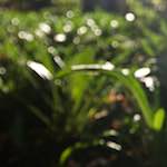 image: Image from the photoset &lsquo;parc (xviii)&rsquo;.