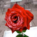 Sixth image from the photoset 'paris (xv)'.