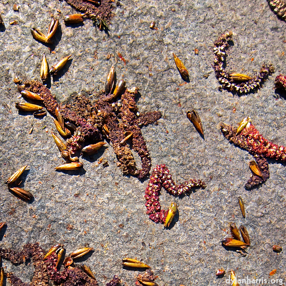 Image 'flower (viii) 2'.