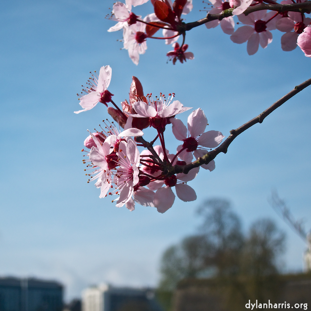 Image 'flower (viii) 3'.