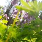 First image from the photoset 'flower (viii)'.