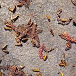 Second image from the photoset 'flower (viii)'.