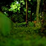 First image from the photoset 'parc (vi)'.