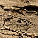 Second image from the photoset 'parc (vi)'.