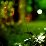 Fourth image from the photoset 'parc (vi)'.