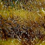 Fifth image from the photoset 'amsterdam (iv)'.