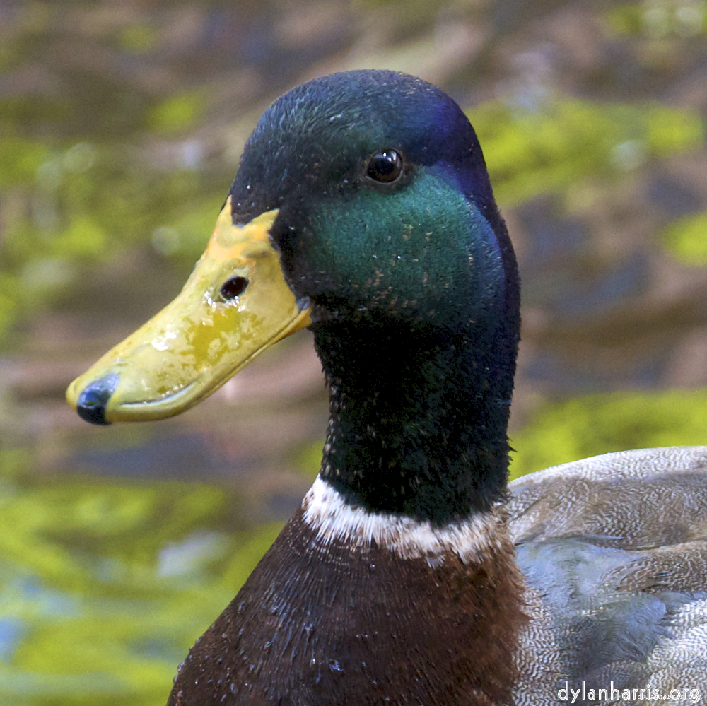 Image 'amsterdam (v) 1'.