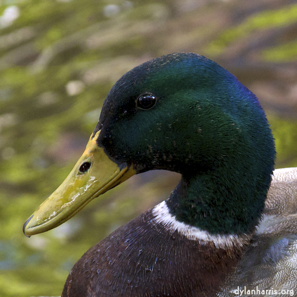 Image: Image 'amsterdam (v) 3'.